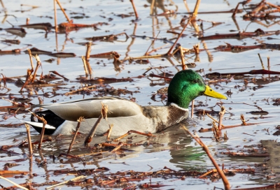 Mallard Duck Bosque NM Dec 2020